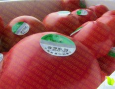 普罗旺斯番茄在京津冀地区种植多年