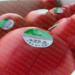 普罗旺斯番茄在京津冀地区种植多年