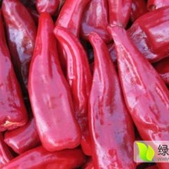 忻府真檀村华北较大的辣椒种植基地