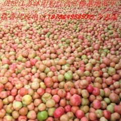 2017粉红西红柿4月上市18796495853