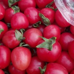 2016莘县千禧樱桃小西红柿