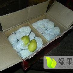 大荔两宜马云龙3月红香酥梨