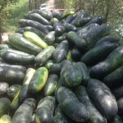 本地区属于河南地区种植冬瓜基地