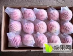 2016大荔苹果价格波动不大
