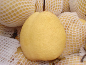 大荔双泉朱良喜3月酥梨