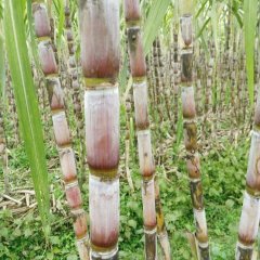 湖北省仙桃市优质青皮甘蔗供