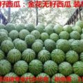河南西瓜产区诚信专业代办