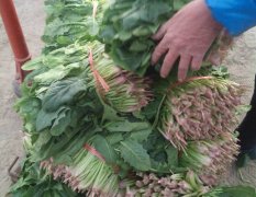 2016金乡菠菜开始大量上市，现在陆地菜