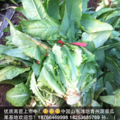 山东潍坊青州蔬菜瓜果基地青皮