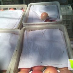 沭阳华冲仲老四3月金鹏西红柿