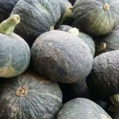 2016清苑南瓜值得出手