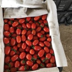 河南滑县大秀红圣女果火热上市