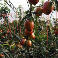 平度白沙金波善4月中油4号油桃