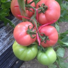 和平家庭农场温室大棚西红柿