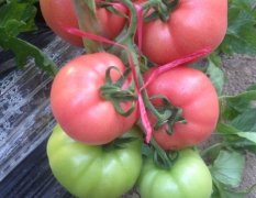 和平家庭农场温室大棚西红柿