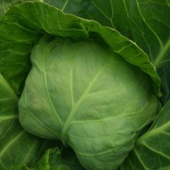 成武甘蓝品质优良,白浮徐兴超诚信合作