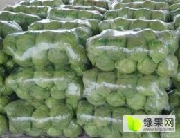 山东单县中甘21甘蓝是名优特产