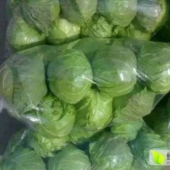山东金乡优质甘蓝上市了