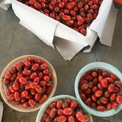河南滑县秀红圣女果价格行情平稳
