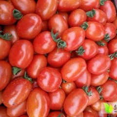 河南滑县红千娇圣女果绿色无公害