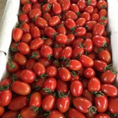 滑县慈周王占世3月长形果，圆形果圣女果