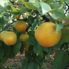 大棚金太阳杏价格