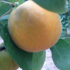 陕西金太阳杏基地