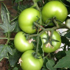 扶余柿子欢迎合作,联盟修帅诚信合作