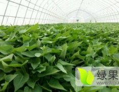 南阳唐河大量红薯苗上市13937726889方正敏。龙薯九、西瓜红、