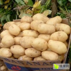 山东滕州土豆代收代购