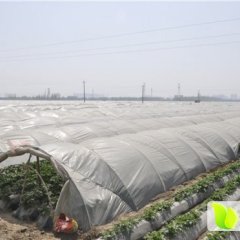 安徽界首市荷兰十五土豆5月1日上市