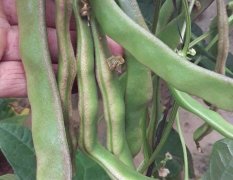 鲁西南最大的棚栽油豆种植基地