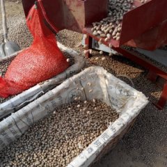 哪里有大量批发山药豆的找潍坊赵德强