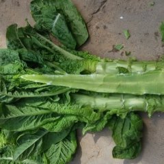 金乡圆叶莴苣大量上市