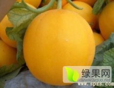 2016莘县甜瓜抓住商机无限