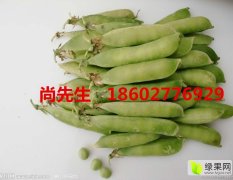 襄州新鲜荷兰豆豌豆豌豆荚大量上市