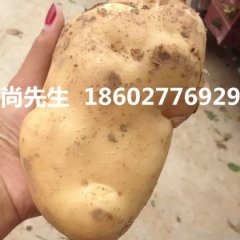 襄州朱集尚先生4月早大白土豆