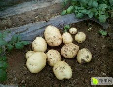 泗水土豆有多年的种植经验