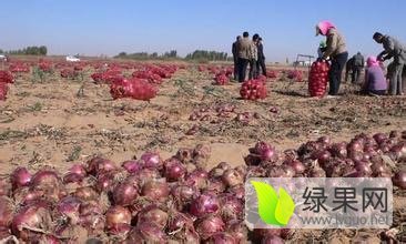 西昌洋葱已经大量上市，颜色好