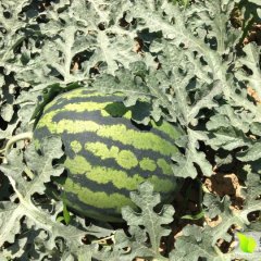 四川省攀枝花市盐边县将有大量西瓜上市