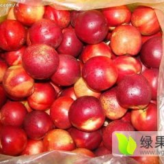 2016大荔油桃今年价格有看点