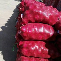 西昌礼州邓雄4月黄皮洋葱