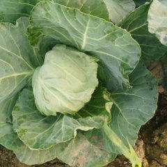 河南博爱8398甘蓝大量上市！