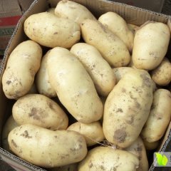 河南通许万亩土豆大面积上市