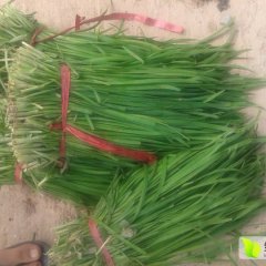 济阳韭菜逐渐升温济阳朱宝卫诚信合作