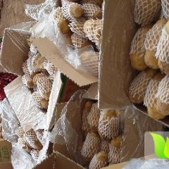 肥城大棚土豆4月底供应