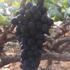 品种为夏黑提子，该品种提子着色一致