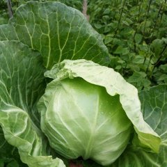 成武甘蓝欢迎合作,白浮徐帅诚信合作