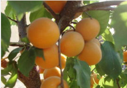 大荔杏子著名品种：金太阳、凯特杏