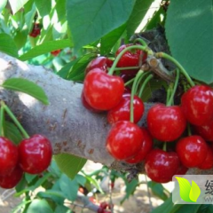 陕西大荔早大果樱桃长势旺盛